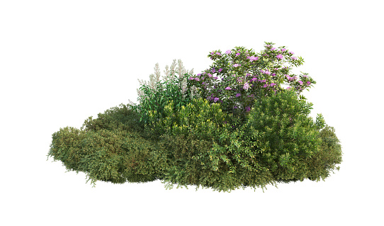 Shrubs and plants on a white background