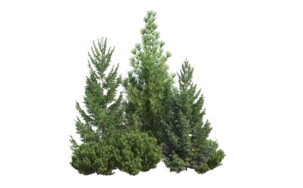 Pine garden decoration on a white background