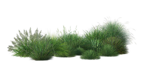 Shrubs and plants on a white background