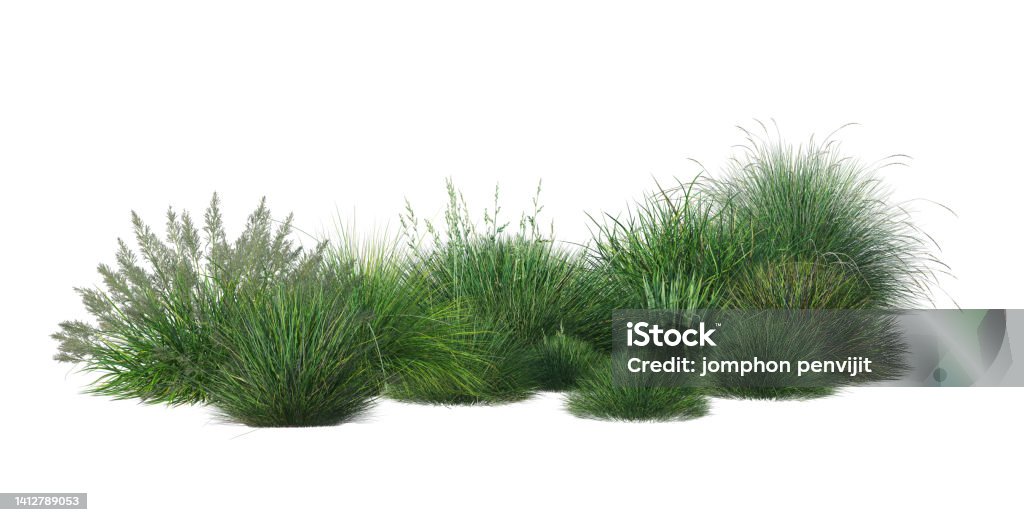 Shrubs and plants on a white background Bush Stock Photo