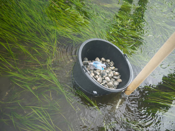 istock Picking up live clams in shallow water 1412791704