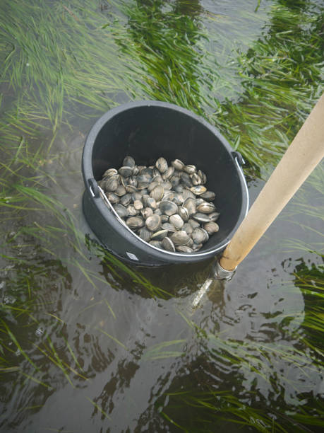 istock Picking up live clams in shallow water 1412791724