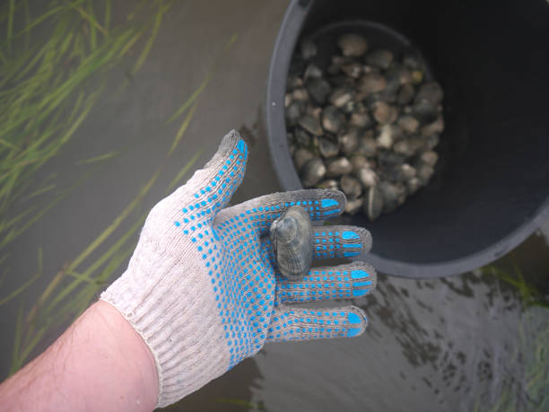 Picking up live clams in shallow water
