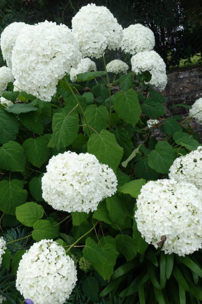 istock Blooming hydrangea in white color  Summer season 1412792115