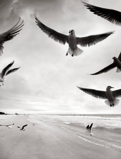 istock Flock of seagulls flying over cloudy sky 1412793163