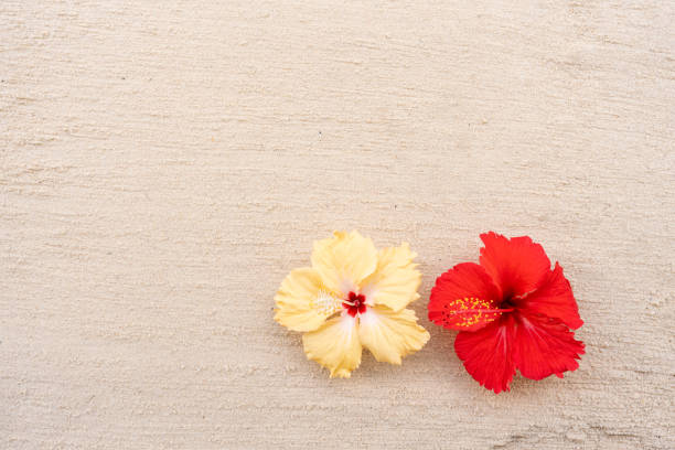 Top view hibiscus flowers on sand beach with copy space.