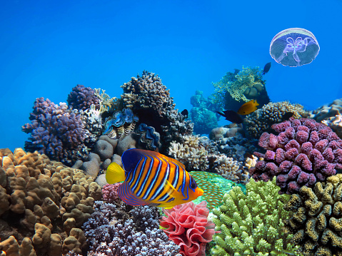 Coral reefs in the Red Sea, Yanbu, Saudi Arabia