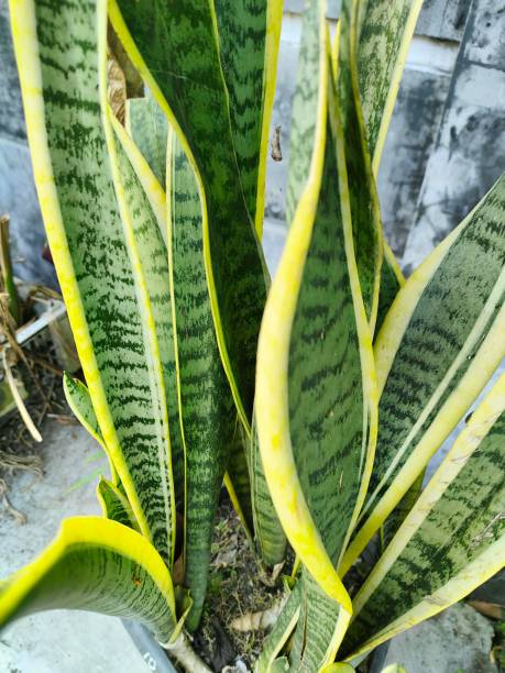 istock An ornamental plant 1412793852