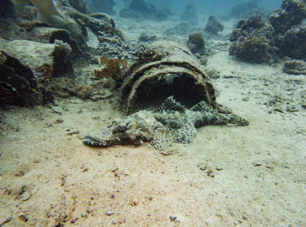 istock Crocodilefish perched and camouflaged on sandy seabed 1412794085