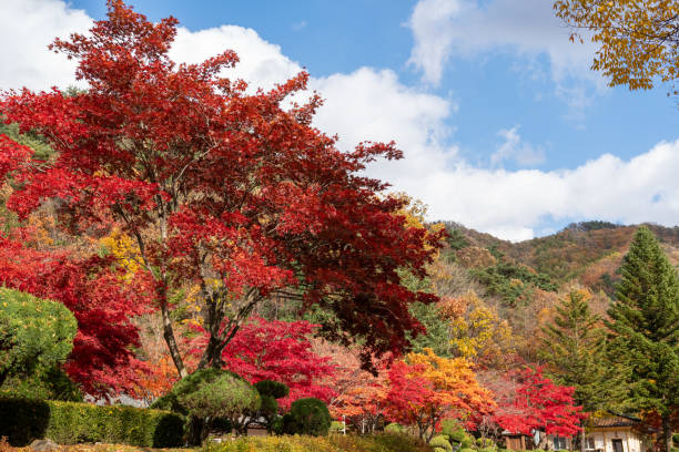 istock Beautiful autumn scenery in Korea 1412794234