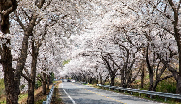 istock A road of white cherry blossoms. 1412797962