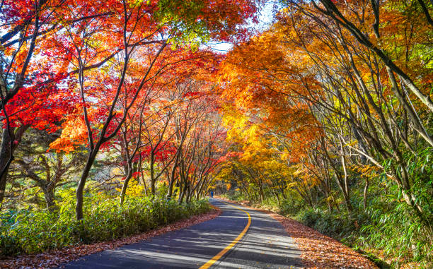 istock A tree-lined road in autumn colored with autumn leaves. 1412798044