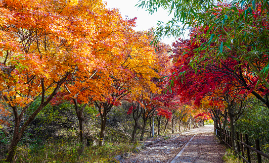 Garosu-gil in autumn on Mudeungsan Dulle-gil, which is colored with autumn leaves.