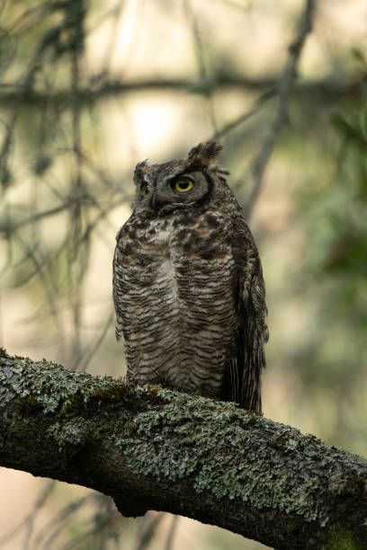 istock Great Horned Owl Perched on Tree Branch at Night 1412798185