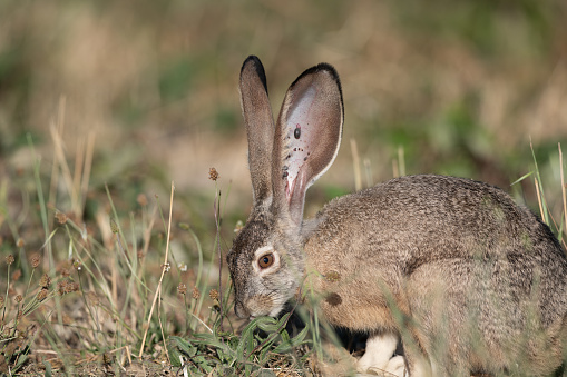 Black-Tailed Jackrabbit Eating/Feeding on Wild Grass Plants with Engorged Ticks Infestation Infection  in Ears