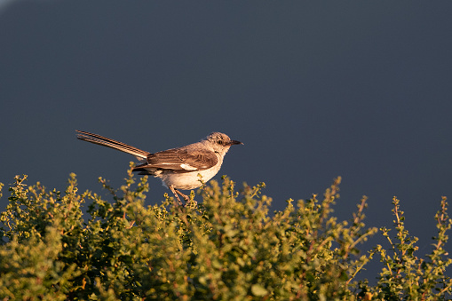 Northern Mockingbird Perched on Tree Looking at Sunset