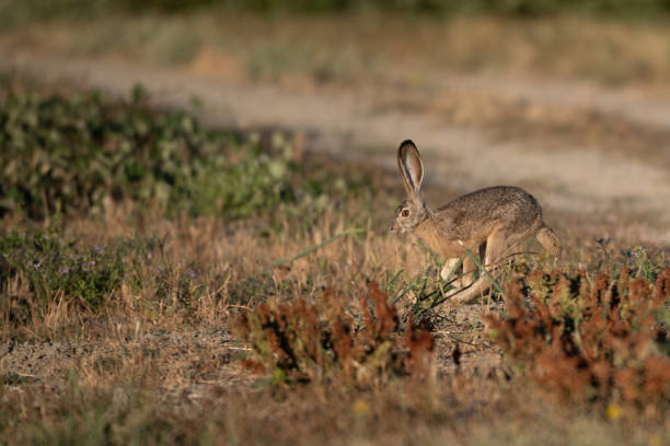 istock Black-Tailed Jackrabbit Running and Hopping through Field of Plants 1412798258