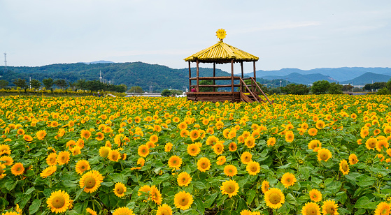 A sunflower farm in full bloom on the banks of the Hwangryonggang River in Jangseong.