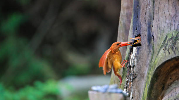 The nest of a ruddy kingfisher. stock photo