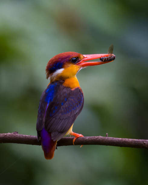 istock Oriental dwarf kingfisher (Ceyx erithaca) or three-toed kingfisher with bee kill seen at Chiplun in Maharashtra 1412800148