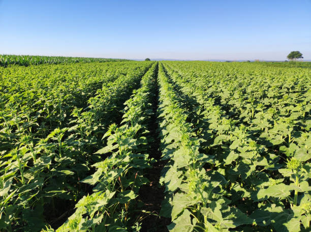 istock green sunflower field with buds 1412801039