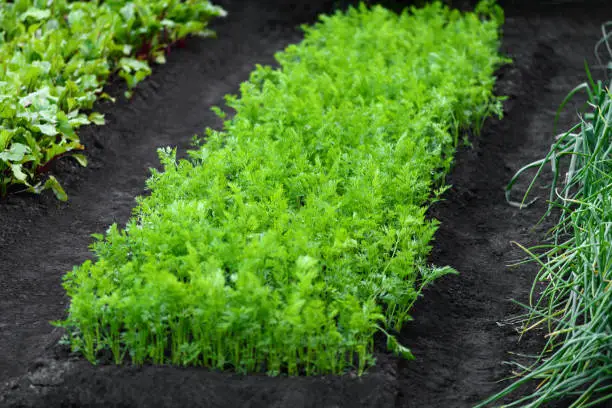 Photo of A bed of carrots and other vegetables in the garden. Harvest concept