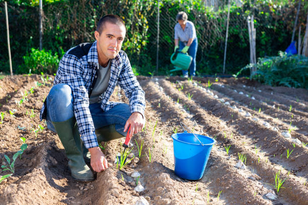 istock Man gardener digging soil in vegetable garden 1412805152