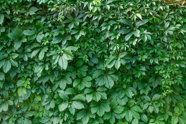 istock background of maiden grape leaves 1412805473