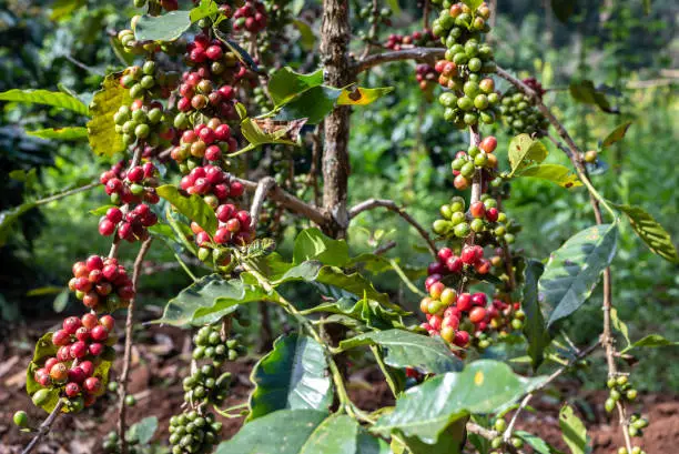 Photo of Coffee tree with coffee cherries growth in plantation field.