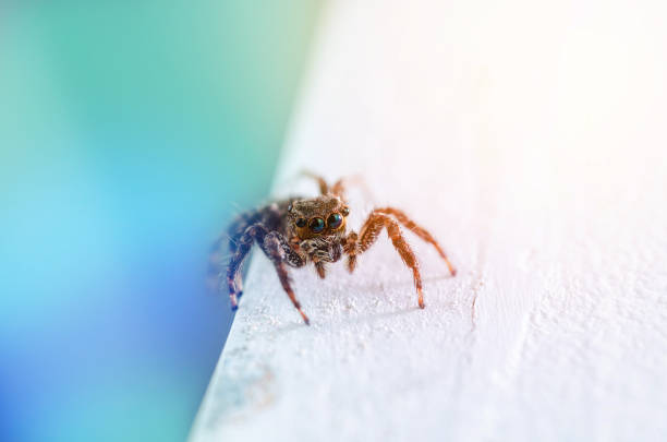 istock Macro of Jumping Spider colorful tone, 1412810371