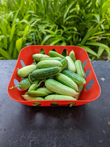 ivy gourds looking fresh and green placed on a red bowl for cleaning before cooking