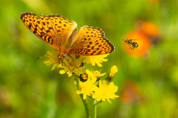 istock Great spangled fritillary butterfly on a yellow hawkweed, New Hampshire. 1412811659