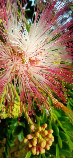 istock Calliandra haematocephala
- Dwarf Powderpuff 1412811768