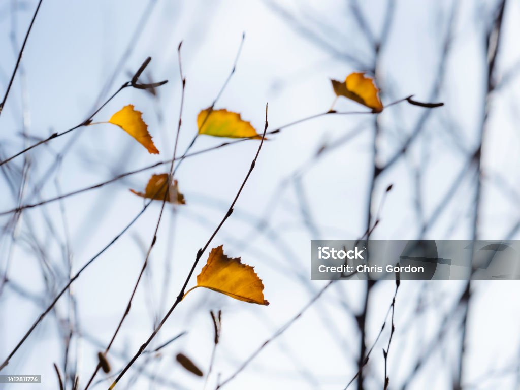 Yellow autumn leaves Individual yellow autumn leaves Death Stock Photo