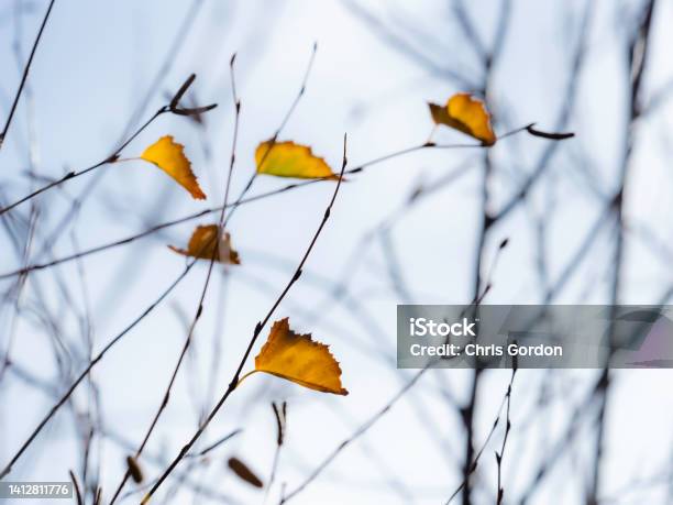 Yellow Autumn Leaves Stock Photo - Download Image Now - Death, Autumn, Individuality