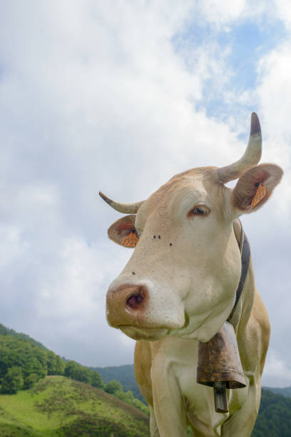 istock Cow from Blonde d'Aquitaine beef cattle breed 1412811880