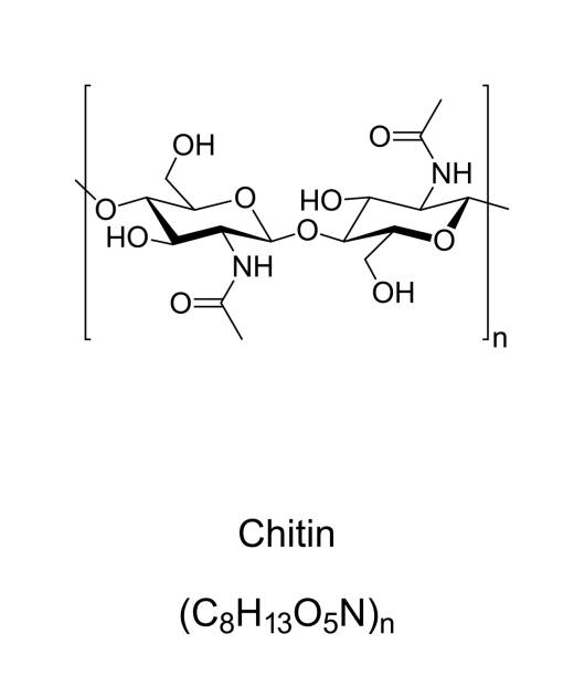 ilustraciones, imágenes clip art, dibujos animados e iconos de stock de quitina, estructura química, componente de las paredes celulares en exoesqueletos de insectos - molecule glucose chemistry biochemistry