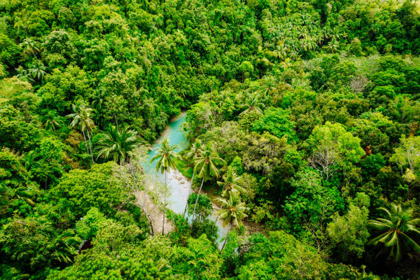 istock river passing through in the jungle, Philippines 1412817274
