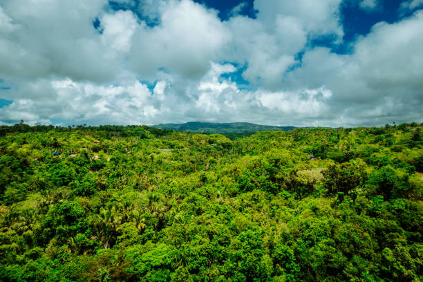 istock Top aerial view over green jungle landscape 1412817284