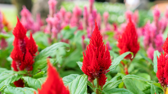 Red Chinese wool flower in a garden.