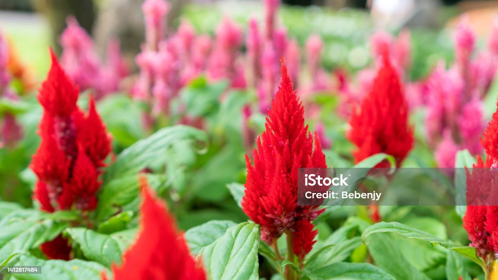 Red Chinese wool flower in a garden. Cockscomb - Plant Stock Photo