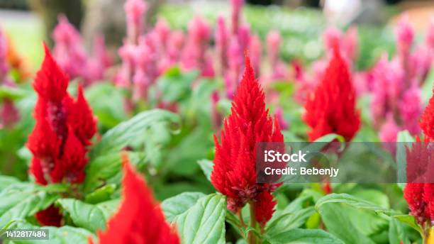 Red Chinese Wool Flower In A Garden Stock Photo - Download Image Now - Cockscomb - Plant, Agricultural Field, Agriculture