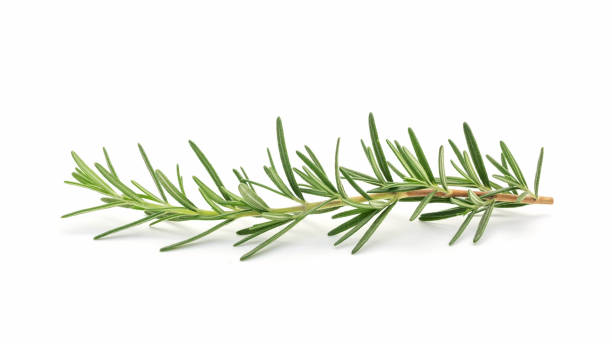 istock Green rosemary plant on a white background. 1412817496