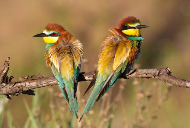 istock European bee eater, Merops apiaster. Family portrait 1412817761