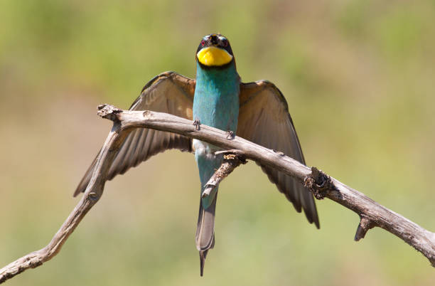 istock Bee-eater, Merops apiaster. One of the most colorful birds. 1412817792