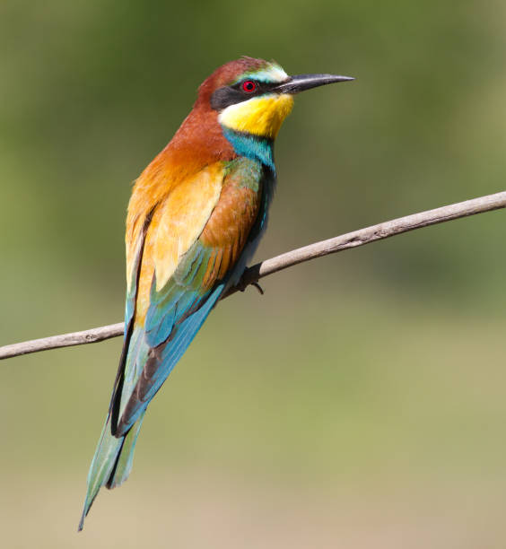 istock Bee-eater, Merops apiaster. One of the most colorful birds 1412818690