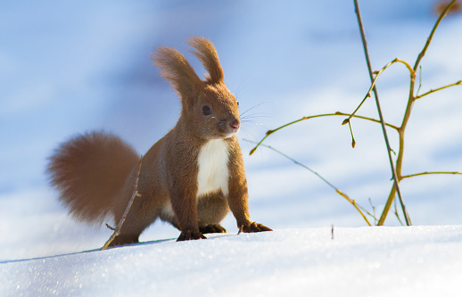 Sciurus vulgaris. Winter sunny morning, fresh snow fell, red squirrel runs around looking for nuts.
