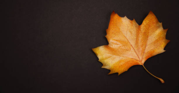 istock Autumn maple leaf over wooden background 1412819147