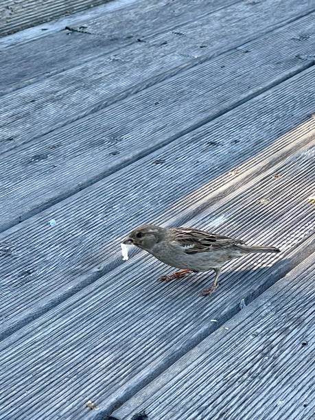 istock Sparrow sitting on a wooden deck 1412821365