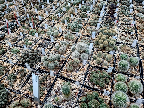 The image shows several pots with growing succulents. The image was captured in a greenhouse during summer season.